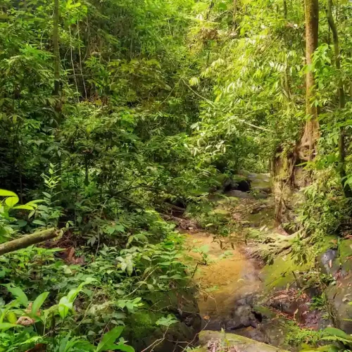 Sumatra 7 Tage Dschungel