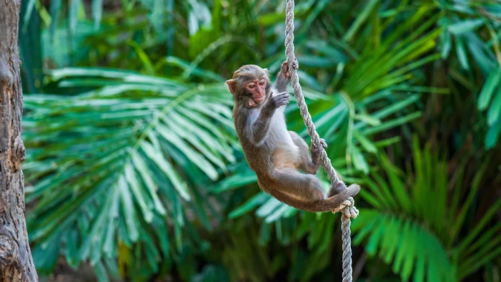 Bali 6 Tage Essentials